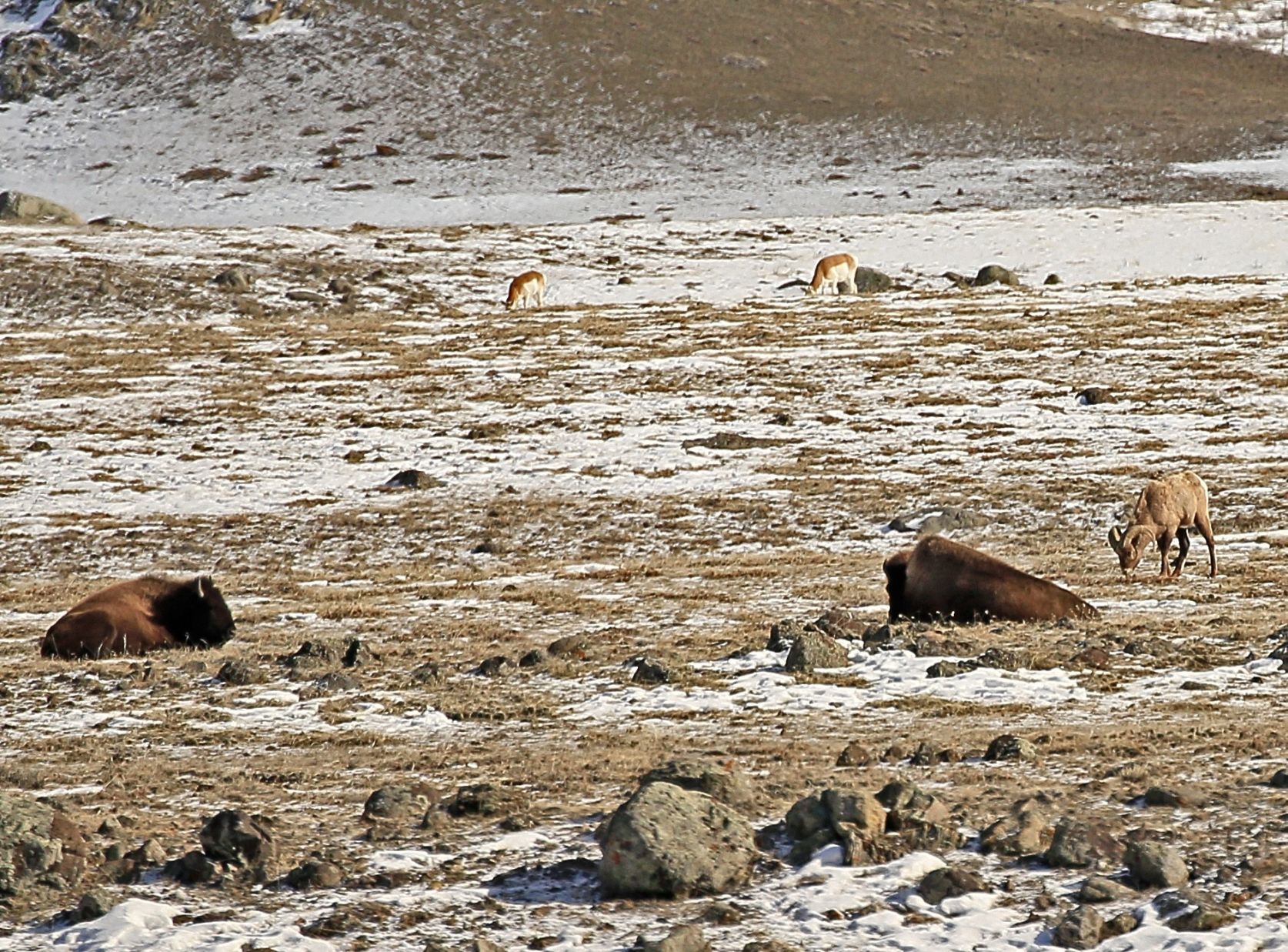 Bison Bighorns and Pronghorns